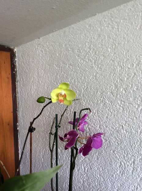 La aer în balcon :) - 9-Orchideele mele