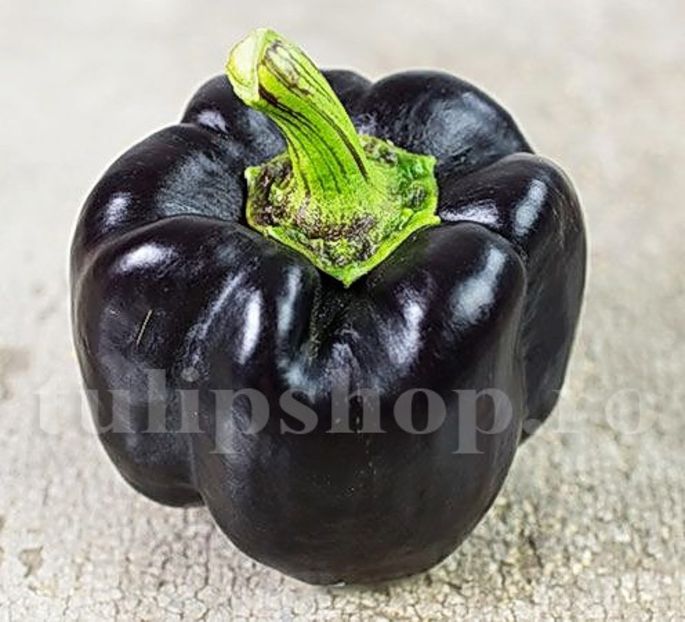 Seminte ardei gras Black Blocky 100buc. - Seminte legume Dec 2019
