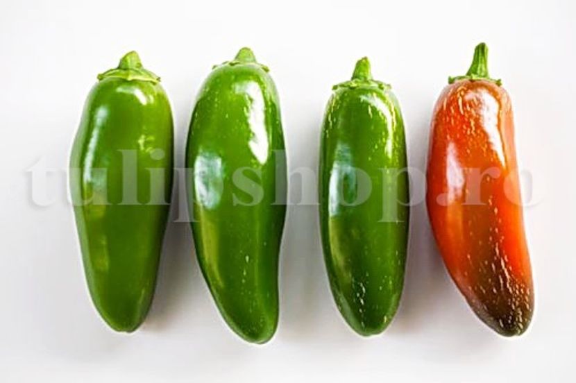 Seminte ardei iute Hot Jalapeno 100buc. - Seminte legume Dec 2019