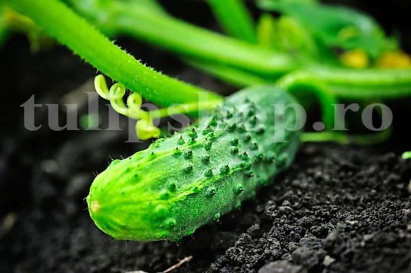 Seminte castravete Cornichon de Paris 200buc. - Seminte legume Dec 2019