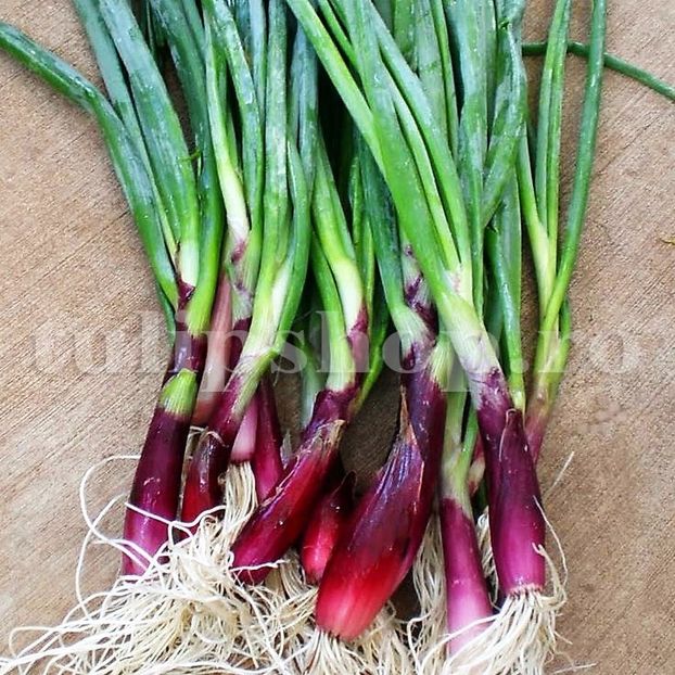 Seminte ceapa Red Welsh 500buc. - Seminte legume Dec 2019