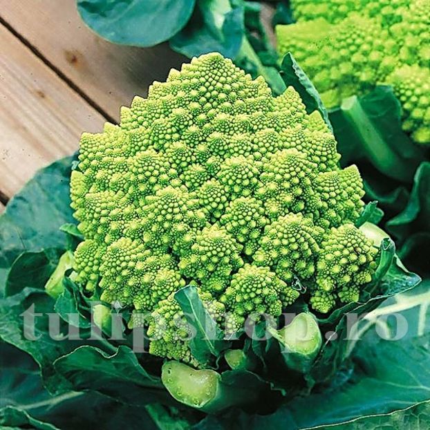 Seminte conopida Romanesco Natalino 400buc. - Seminte legume Dec 2019