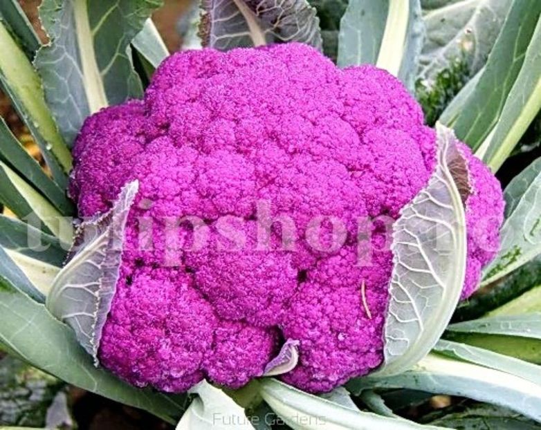 Seminte conopida Violetto di Sicilia 400buc. - Seminte legume Dec 2019