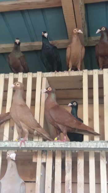  - Bagdeti de szolnok mtca 2019