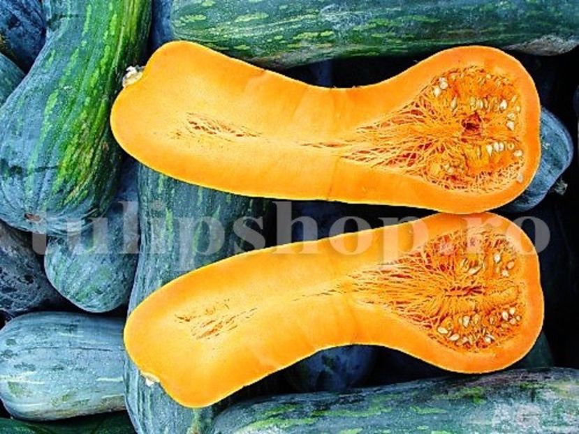 Seminte Dovleac Lunga Piena di Napoli 30buc. - Seminte legume Dec 2019