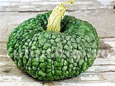 Seminte dovleac Marina di Chioggia 30buc. - Seminte legume Dec 2019