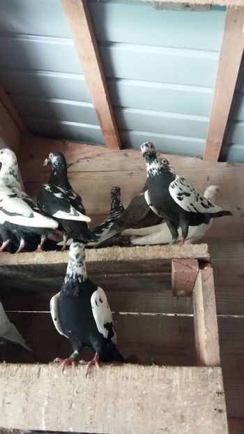  - Voiajori colorati matca 2019