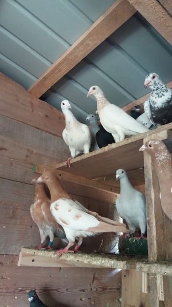  - Voiajori colorati matca 2019