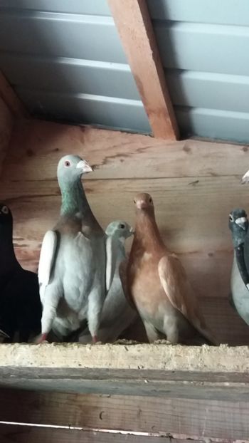  - Voiajori colorati matca 2019