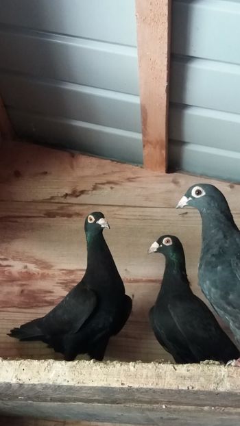  - Voiajori colorati matca 2019