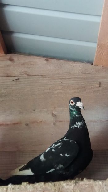  - Voiajori colorati matca 2019