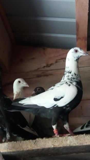  - Voiajori colorati matca 2019