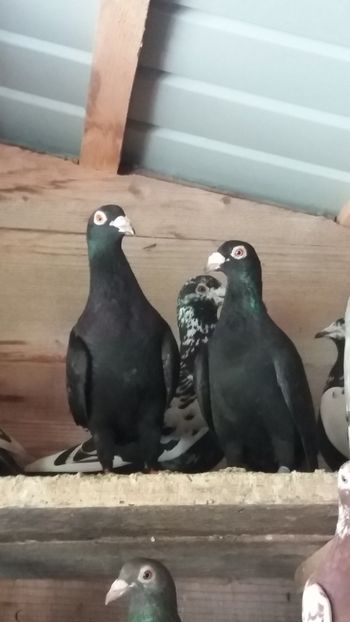  - Voiajori colorati matca 2019