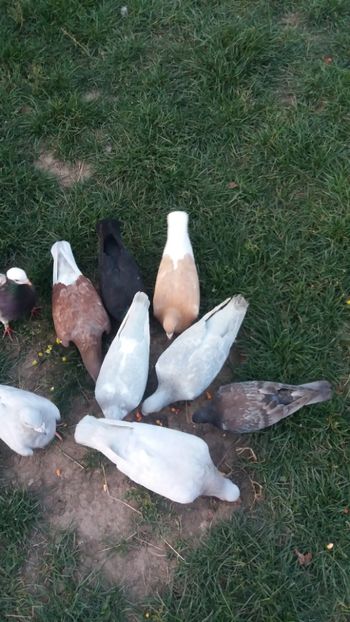  - Voiajori colorati matca 2019