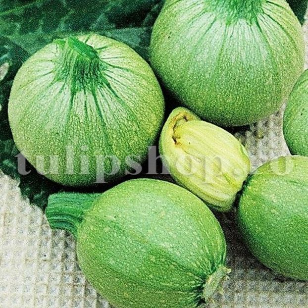 Seminte dovlecei Tondo Chiaro di Nizza 50buc. - Seminte legume Dec 2019