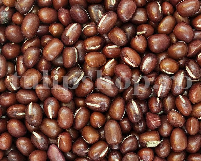 Seminte fasole Adzuki 100buc. - Seminte legume Dec 2019