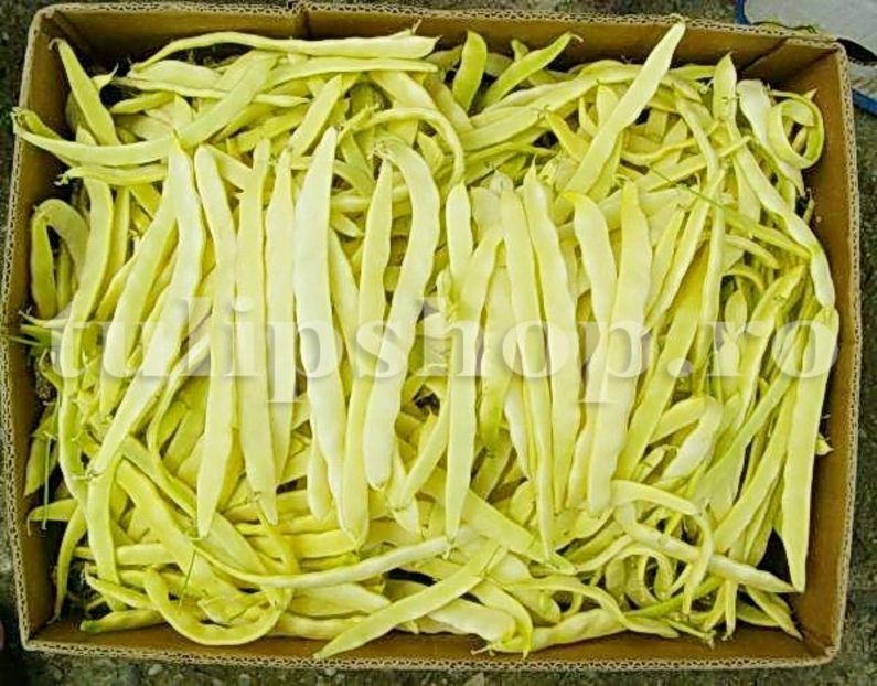 Seminte fasole Aurie de Bacau 30buc. - Seminte legume Dec 2019