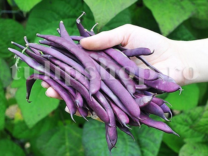 Seminte fasole Blauhilde 50buc. - Seminte legume Dec 2019