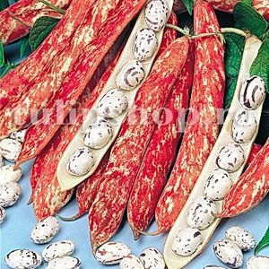 Seminte fasole Lingua di Fuoco 50buc. - Seminte legume Dec 2019
