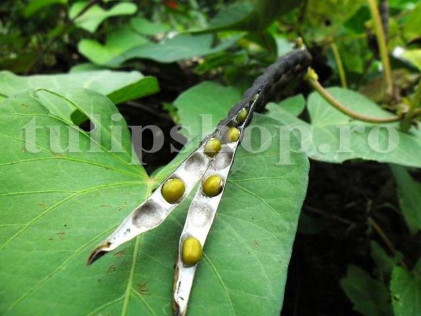 Seminte fasole Mung 100buc. - Seminte legume Dec 2019