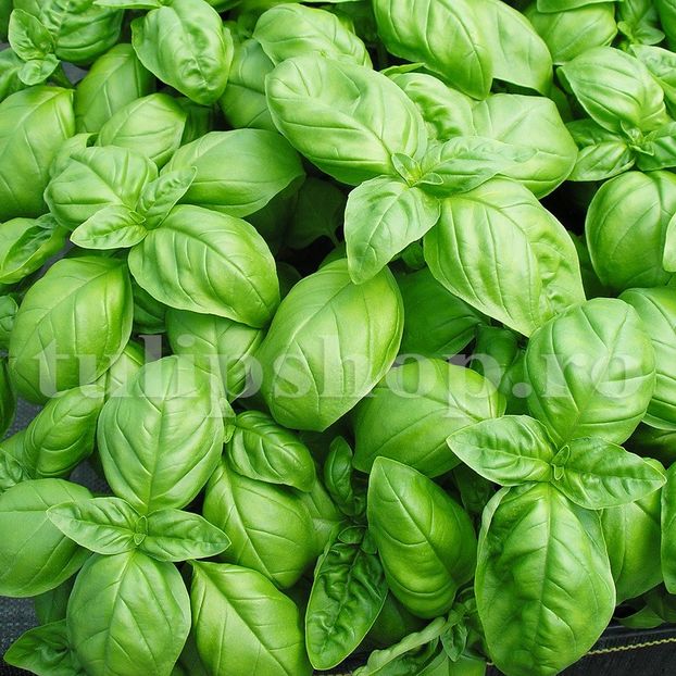 Seminte busuioc Genovese 1000buc. - Seminte legume Dec 2019