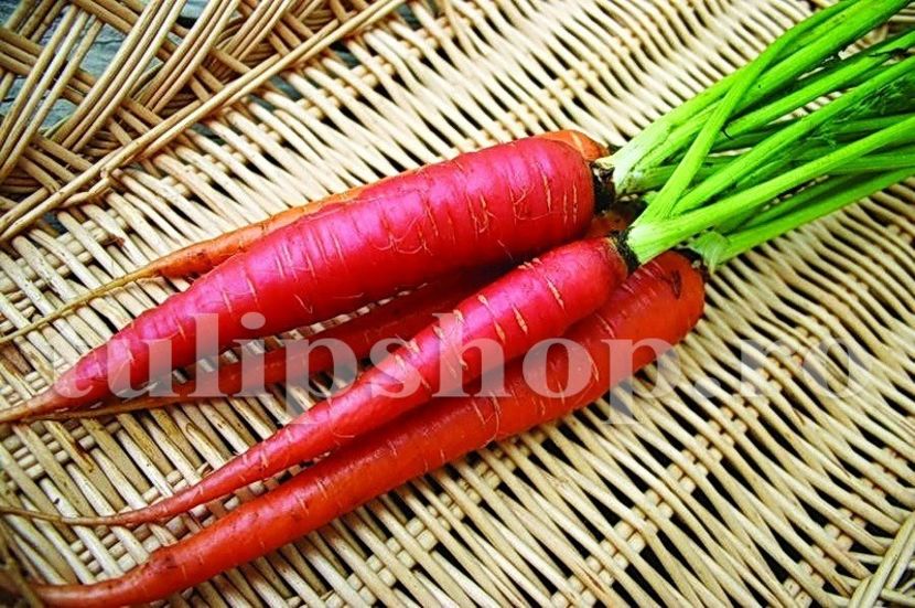 Seminte morcov Atomic Red 500buc. - Seminte legume Dec 2019