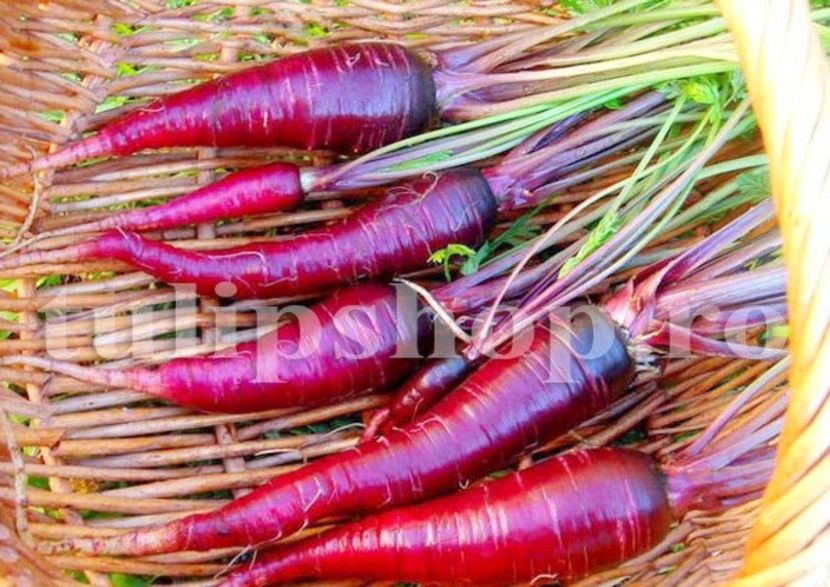 Seminte morcov Cosmic Purple 500buc. - Seminte legume Dec 2019
