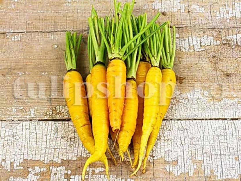 Seminte morcov Jaune du Doubs 5000buc. - Seminte legume Dec 2019