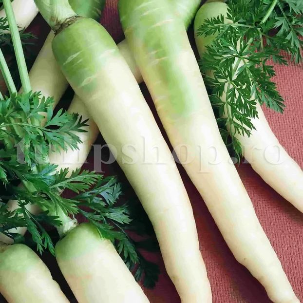 Seminte morcov Lunar White 500buc. - Seminte legume Dec 2019