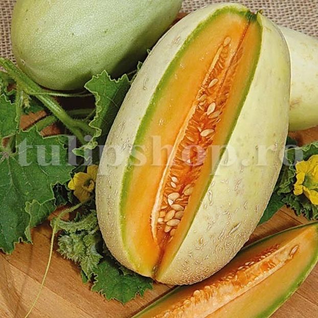 Seminte pepene galben Melba 100buc. - Seminte legume Dec 2019