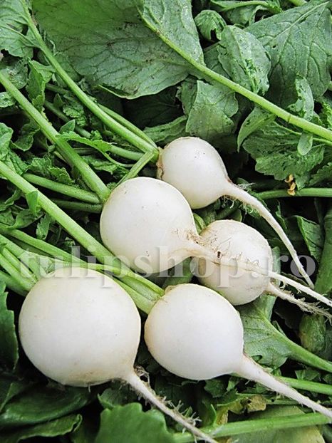 Seminte ridiche Afrodyta 1000buc. - Seminte legume Dec 2019