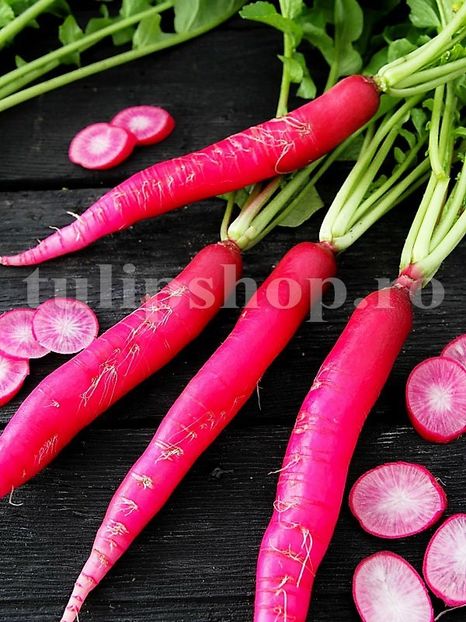 Seminte ridiche Long Scarlet 1000buc. - Seminte legume Dec 2019