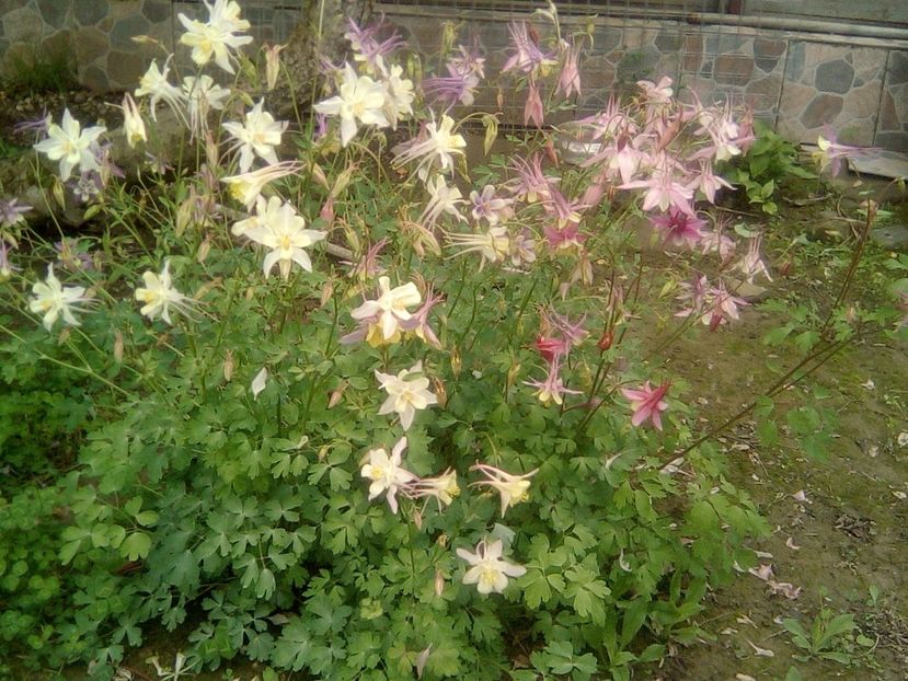 Caldaruse - Gradina mea