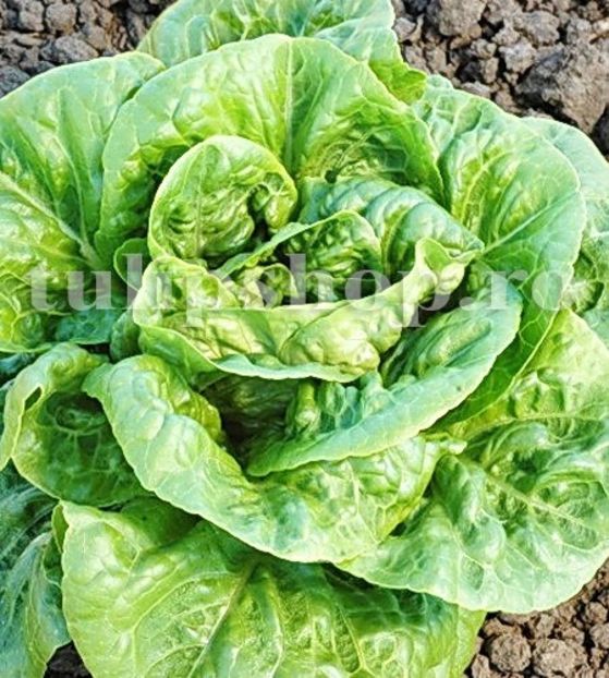 Seminte salata iarna Imperial Winter 2.000buc. - Seminte legume Dec 2019