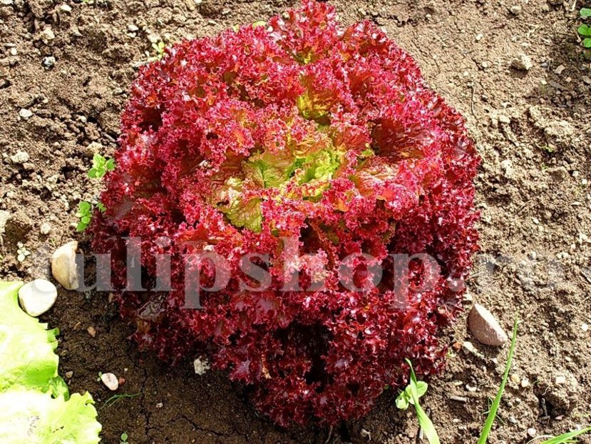 Seminte salata Lollo Rossa 2.000buc. - Seminte legume Dec 2019