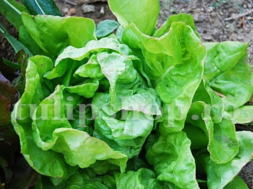 Seminte salata May Queen 2.000buc. - Seminte legume Dec 2019