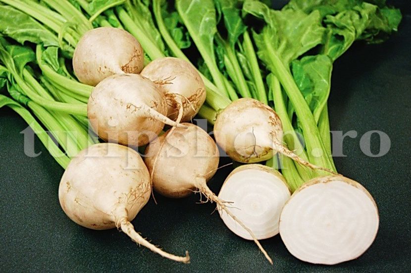 Seminte sfecla Albina Vereduna 100buc. - Seminte legume Dec 2019
