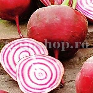 Seminte sfecla Tonda di Chioggia 300buc. - Seminte legume Dec 2019
