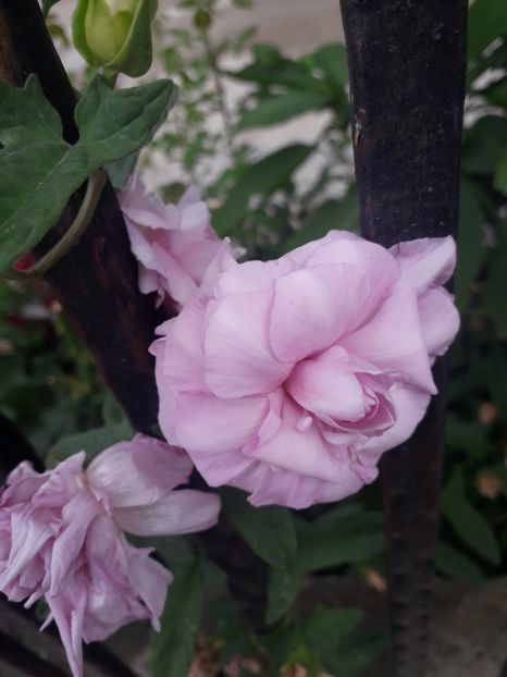  - Talmeș balmeș 2019