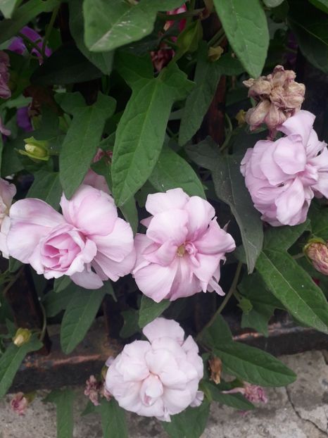  - Talmeș balmeș 2019