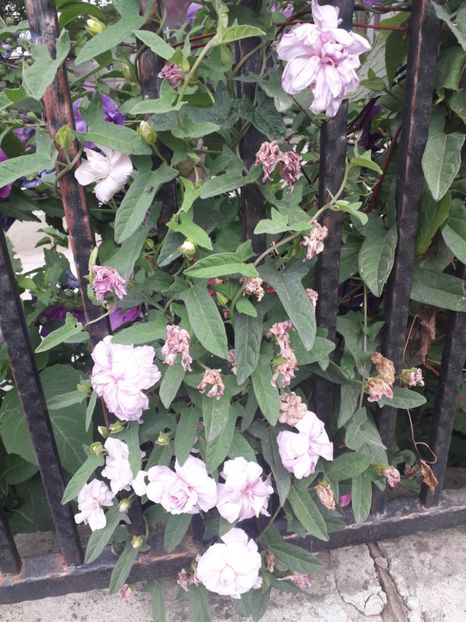  - Talmeș balmeș 2019