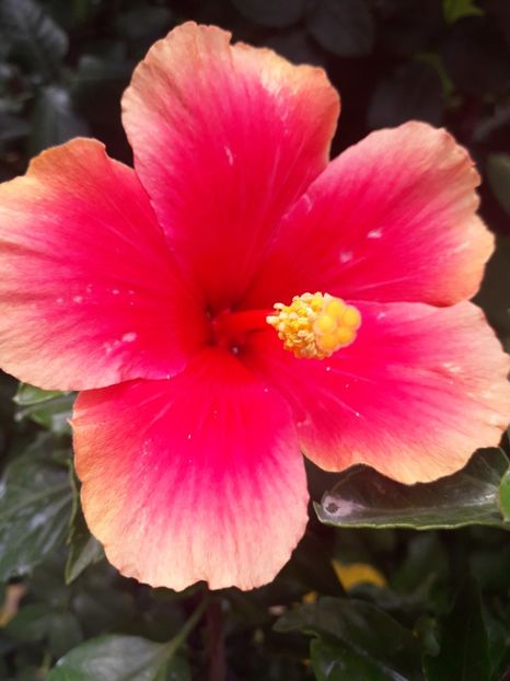  - Talmeș balmeș 2019