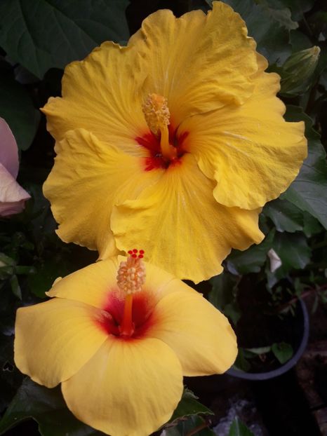  - Talmeș balmeș 2019