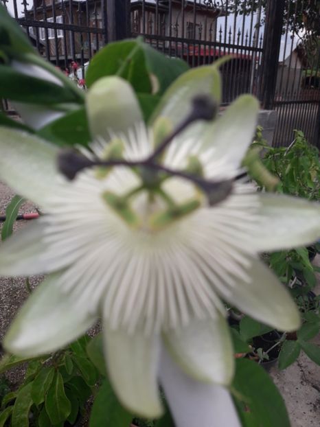  - Talmeș balmeș 2019