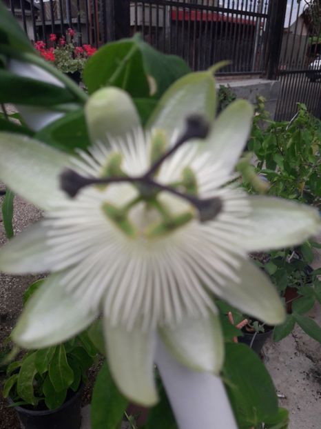  - Talmeș balmeș 2019