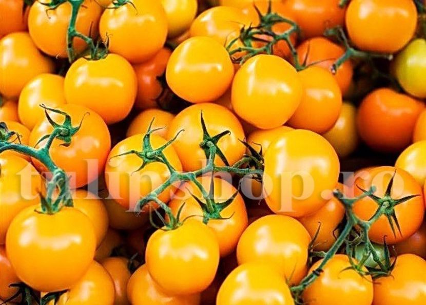 Seminte tomate Figiel 200buc. - Seminte legume Dec 2019