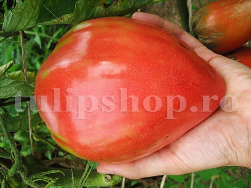 Seminte tomate Inima de Bou 100buc. - Seminte legume Dec 2019