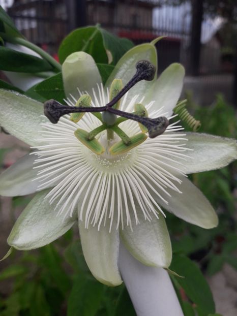  - Talmeș balmeș 2019