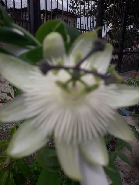  - Talmeș balmeș 2019