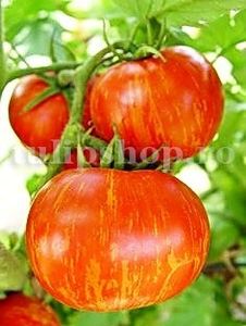 Seminte tomate Tigerella 200buc. - Seminte legume Dec 2019
